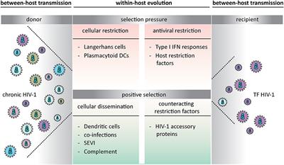 Negative and Positive Selection Pressure During Sexual Transmission of Transmitted Founder HIV-1